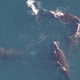 Four North Atlantic Right Whales. Image: Peter Duley, NEFSC/NOAA